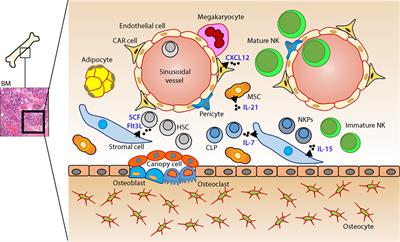 Frontiers Natural Killer Cells Development Maturation And Clinical